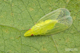 Planthopper (Tropiduchidae) - DSC_0422