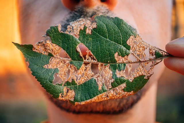 Close-up of a man covering his mouth with a leaf eaten by a pest