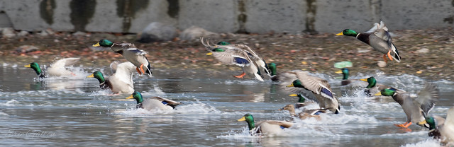Ducks landing time