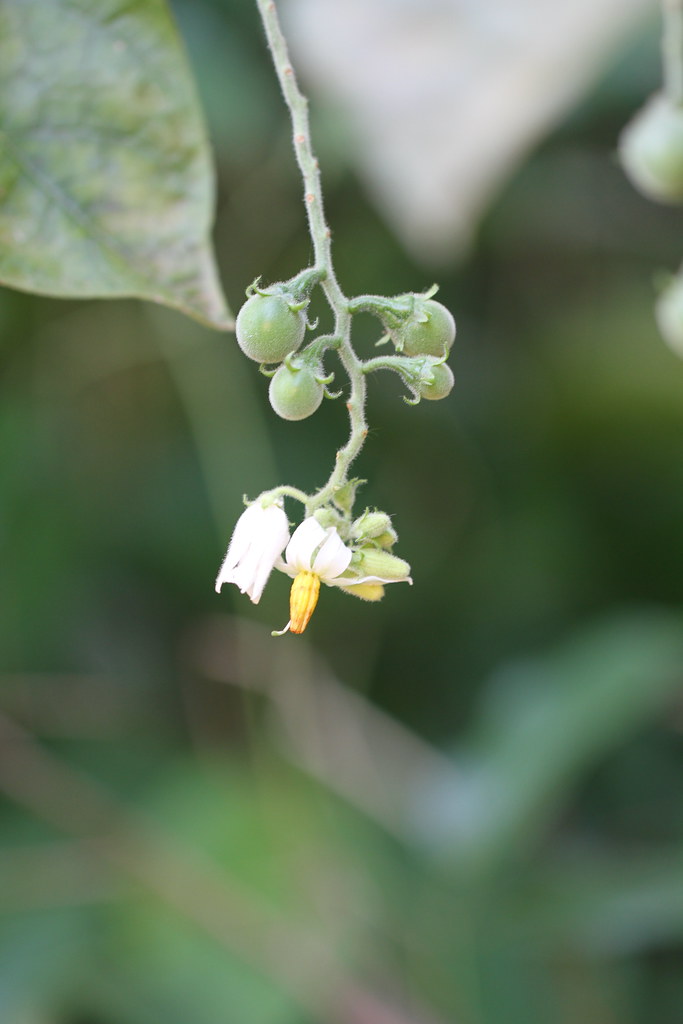 Solanum paniculatum L.