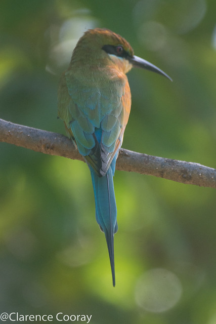 DSC_8171 (Blue Tailed Bee-eater)