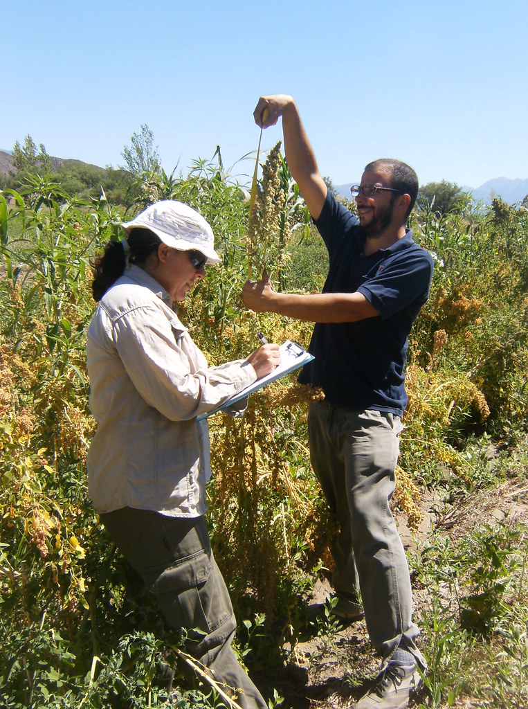 Buscan re introducir el cultivo de quinua en San Juan a través de estudios socio técnicos