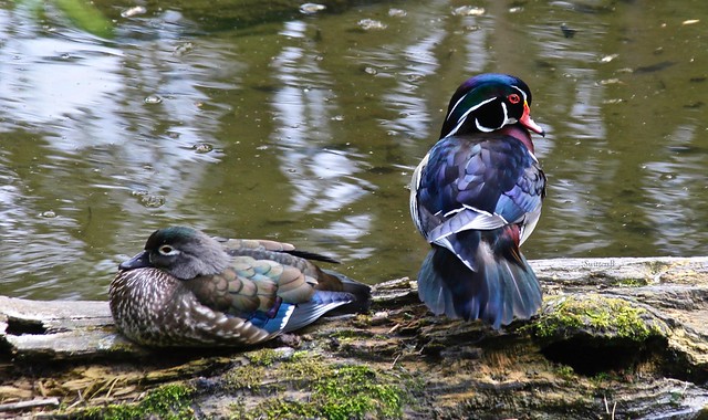 Female:Male Wood Duck-Reed Lake:Canyon-Portland-SwittersB