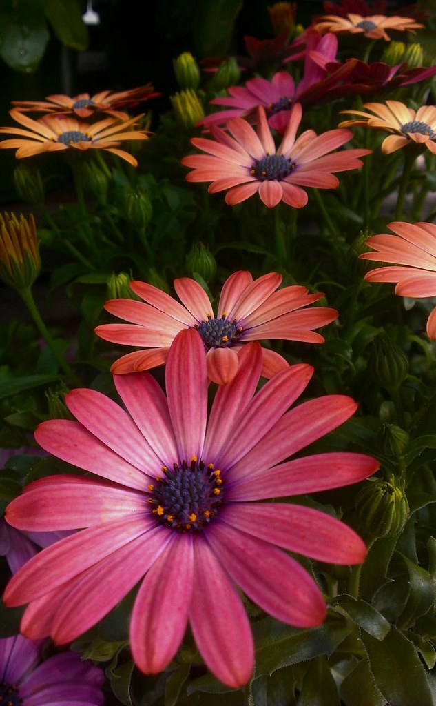 Some More Osteospermums AKA African Daisies