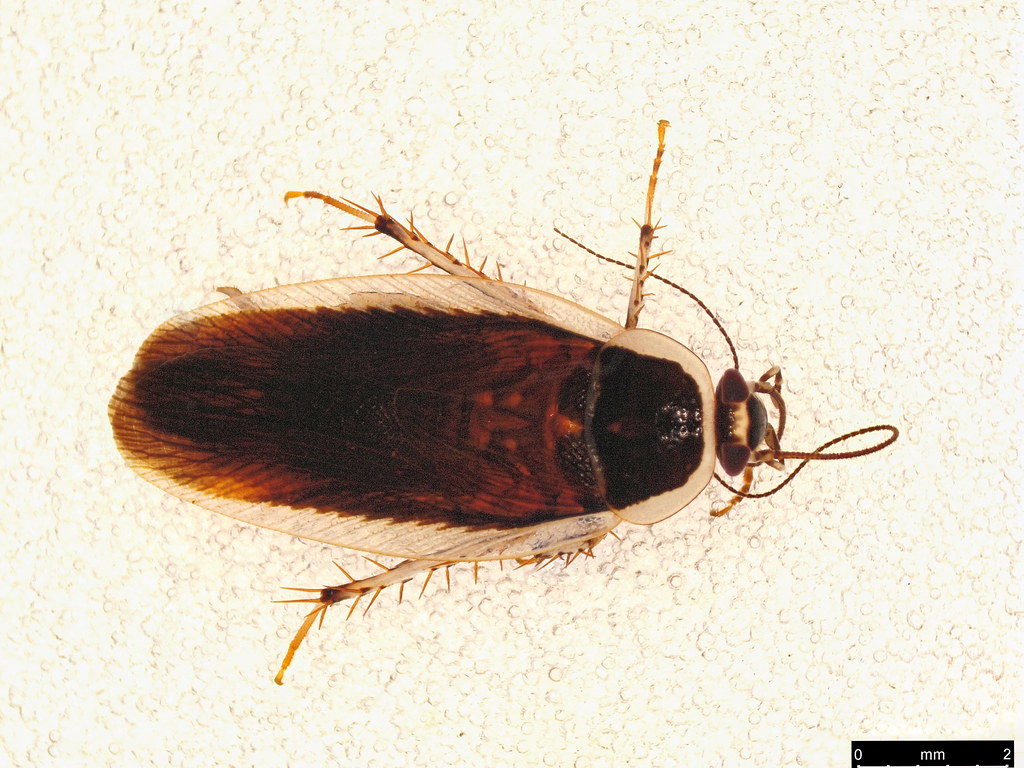 2a - Blattellinae sp.