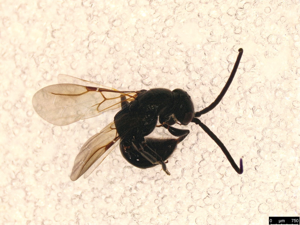 46 - Hymenoptera sp.