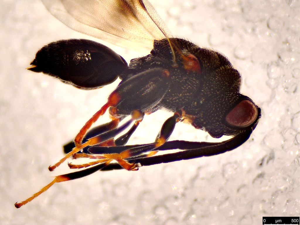 56b - Hymenoptera sp.