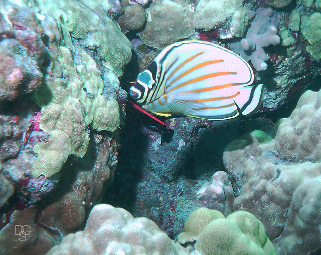 Ornate Butterflyfish Redux