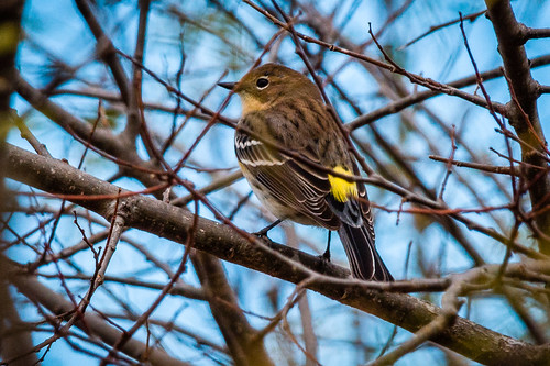2020visions bird nature yellowrumpedwarbler butterbutt fauna park mclennancountypark tradinghousecreekreservoir pentax pentaxkp