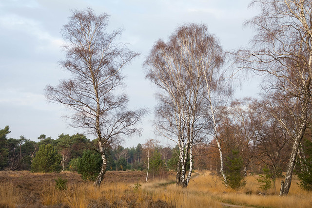 autumn landscape with birch trees