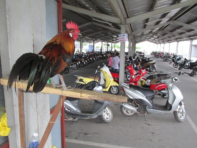 motorbike parking rooster