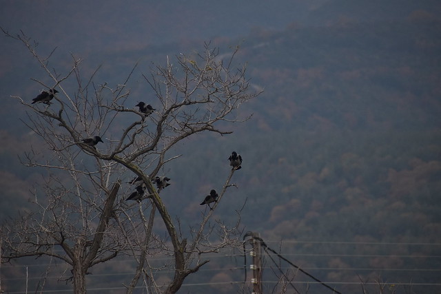 Crow friends