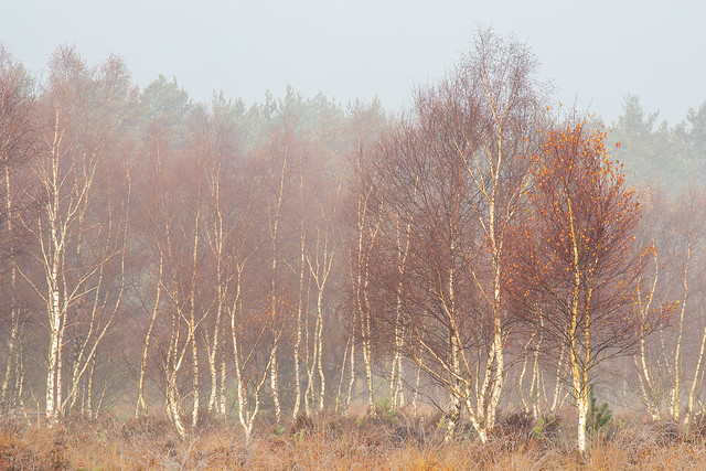 Misty Birches