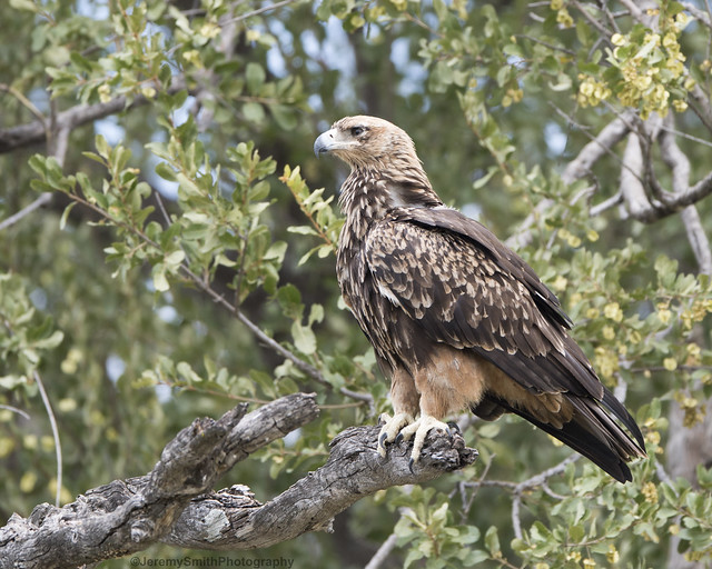 Tawny Eagle, Aquila Rapax, Hwange National Park, Zimbabwe
