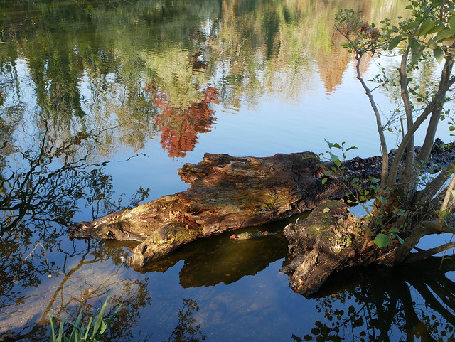 Autumn at the Krickenbeck lake... (3)