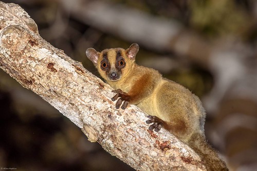 Pale Fork-marked Lemur (Phaner pallescens)
