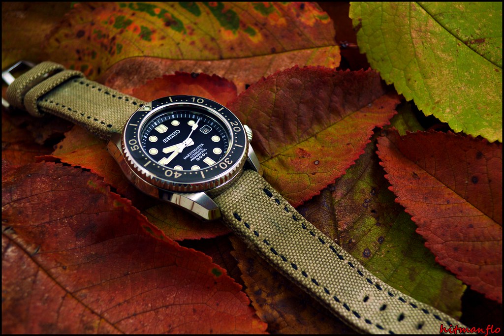 Couleurs d' Automne.... - Page 11 50687688053_1e2a63a660_b