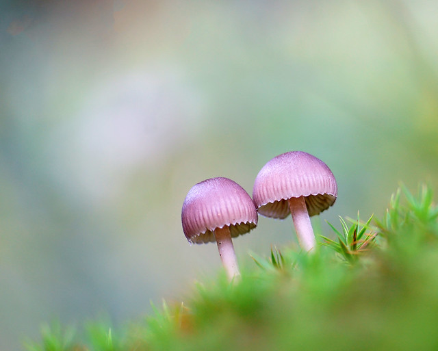 Two mushrooms mycena in the moss