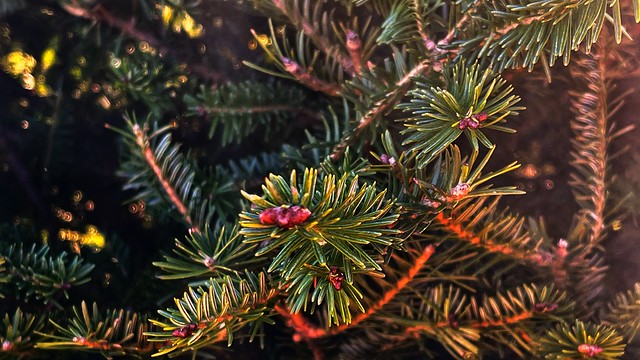 Christmas tree shopping | Shot on an iPhone 12 Pro Max