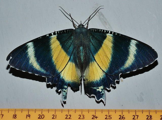 Night light visitor Zodiac day moth Alcides metaurus Uraniidae Mandalay rainforest Airlie Beach P1070402