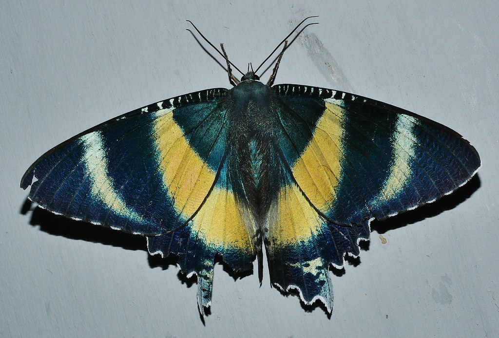 Night light visitor Zodiac day moth Alcides metaurus Uraniidae Mandalay rainforest Airlie Beach P1070393