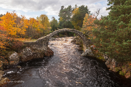 water trees autumnal bridge river landscape autumn landscapephotography outdoorphotography carrbridge scotland unitedkingdom