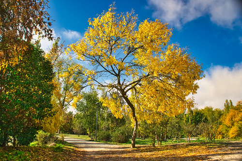 yellow day plant beauty in nature season leaf scenics blue landscape scenery sky autumn tree outdoors no people mostoles park clouds sonyalpha alpha3000 sony madrid ngc