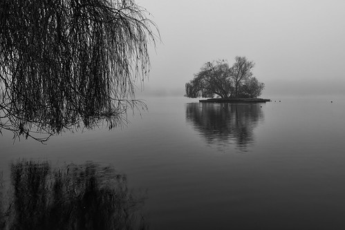 petersfieldheathlake monochrome mono wetreflections reflections mist fog