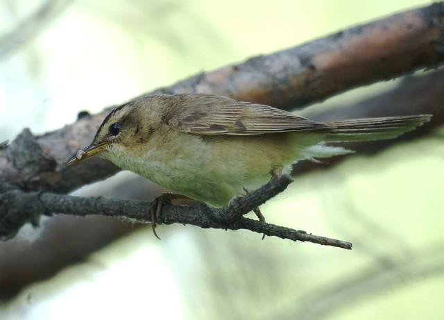 Black-browed Reed Warbler, Acrocephalus bistrigiceps, Чернобровая камышовка
