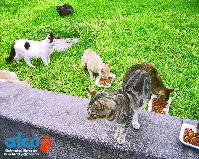 ¿Deseas formar parte de la Brigada para alimentar y cuidar colonias de gatos en Lima?