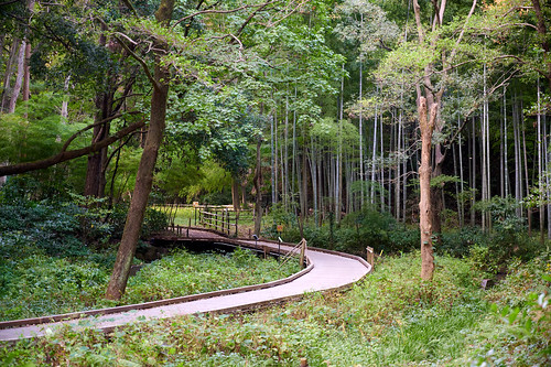 forest bamboo trees nature 森 竹 木 自然 東高根森林公園 神奈川 higashitakanepark kanagawa japan landscape