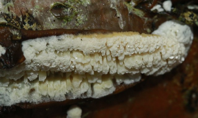 Toothed Crust  Basidioradulum radula