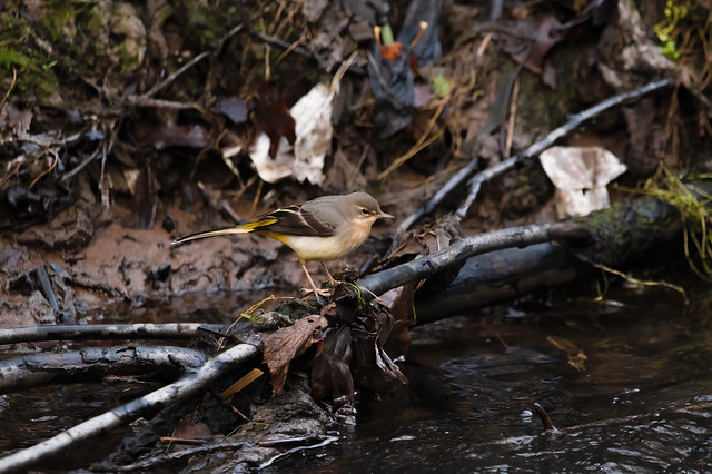 Grey Wagtail_Alky_07-12-20jpg (1)