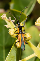 Stenoderus suturalis_Stinking Longicorn beetle NE8_1090.jpg