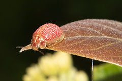 Paropsisterna amoena_Tortoise Beetle  NE8_1097.jpg