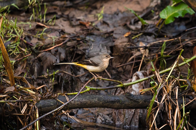 Grey Wagtail_Alky_07-12-20jpg (2)