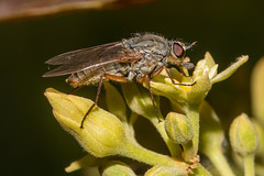 Anabarhynchus spinosus_Stiletto fly_ NE8_1136.jpg