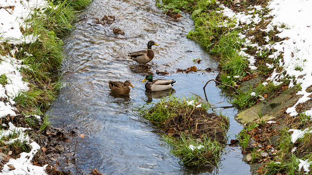 Mallards at the Petersbach