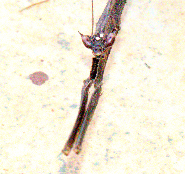 ecosystem/fauna/Mantis(Toxoderopsis taurus)2 of 2