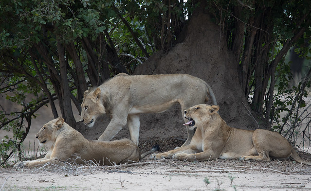 Lions Mana Pools Zimbabwe