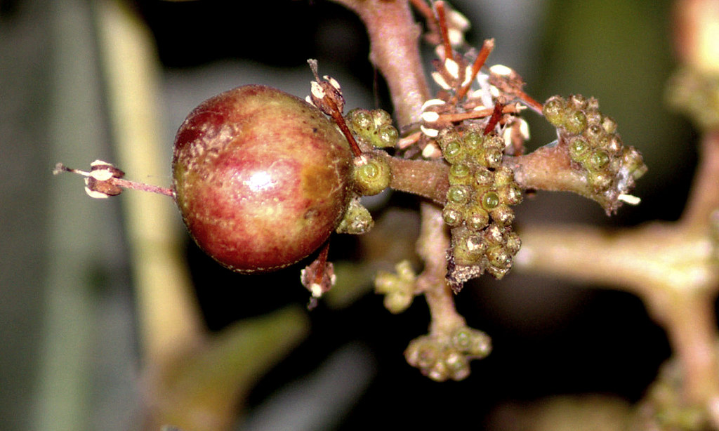 ecosystem/flora/Torchwood Ixora(Ixora brachiata)