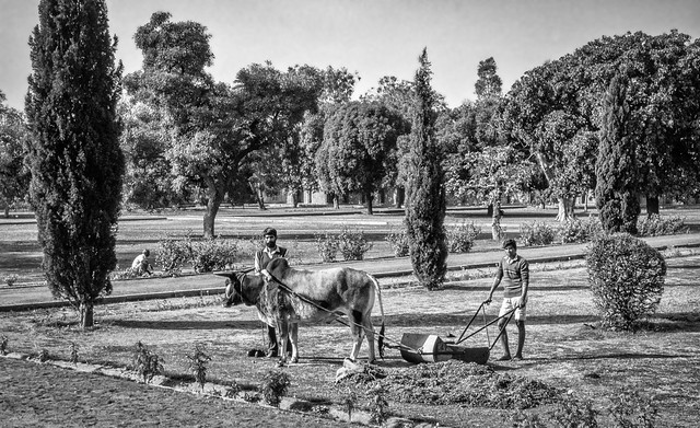 Grass cutting - Agra