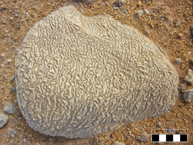 Vermiculaciones en canto calizo - Al Wahat Al Dakhla Desert (Egipto) - 38
