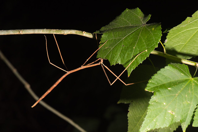 Giant African Stick Insect eating a leaf