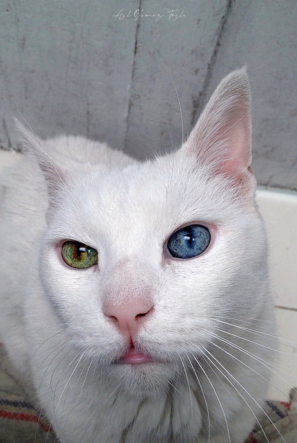 Gatito con heterocromía, un ojo verde y uno azul y albino.