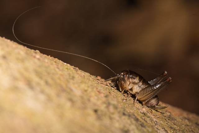 African cricket with extremely long antenna