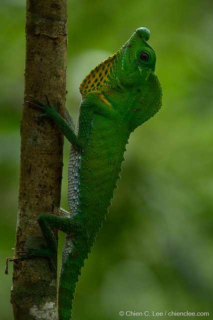 Hump-nosed lizard photo (Lyriocephalus scutatus) ♂