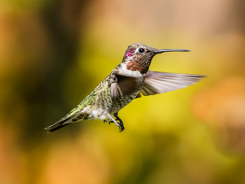 Hummingbird Inmotion Anna's Hummingbird In Motion | Hang Ngo | Flickr