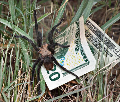 truetexas youngcounty nikond60 lesterdine105mm currency spider tarantula closeup rural texas