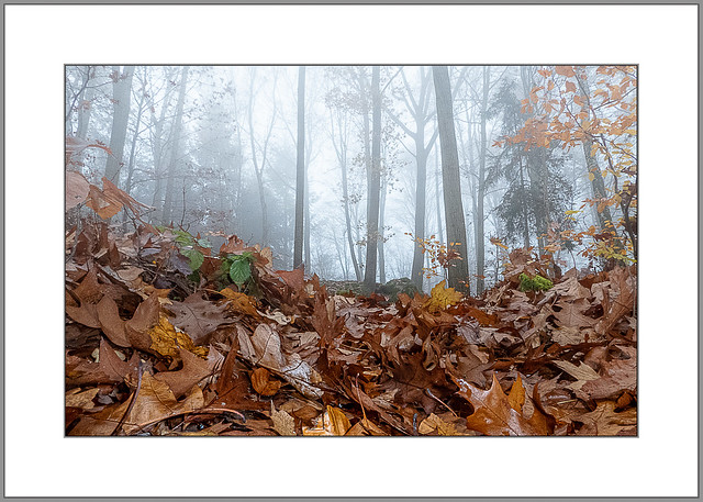 Novemberwald (November Forest)